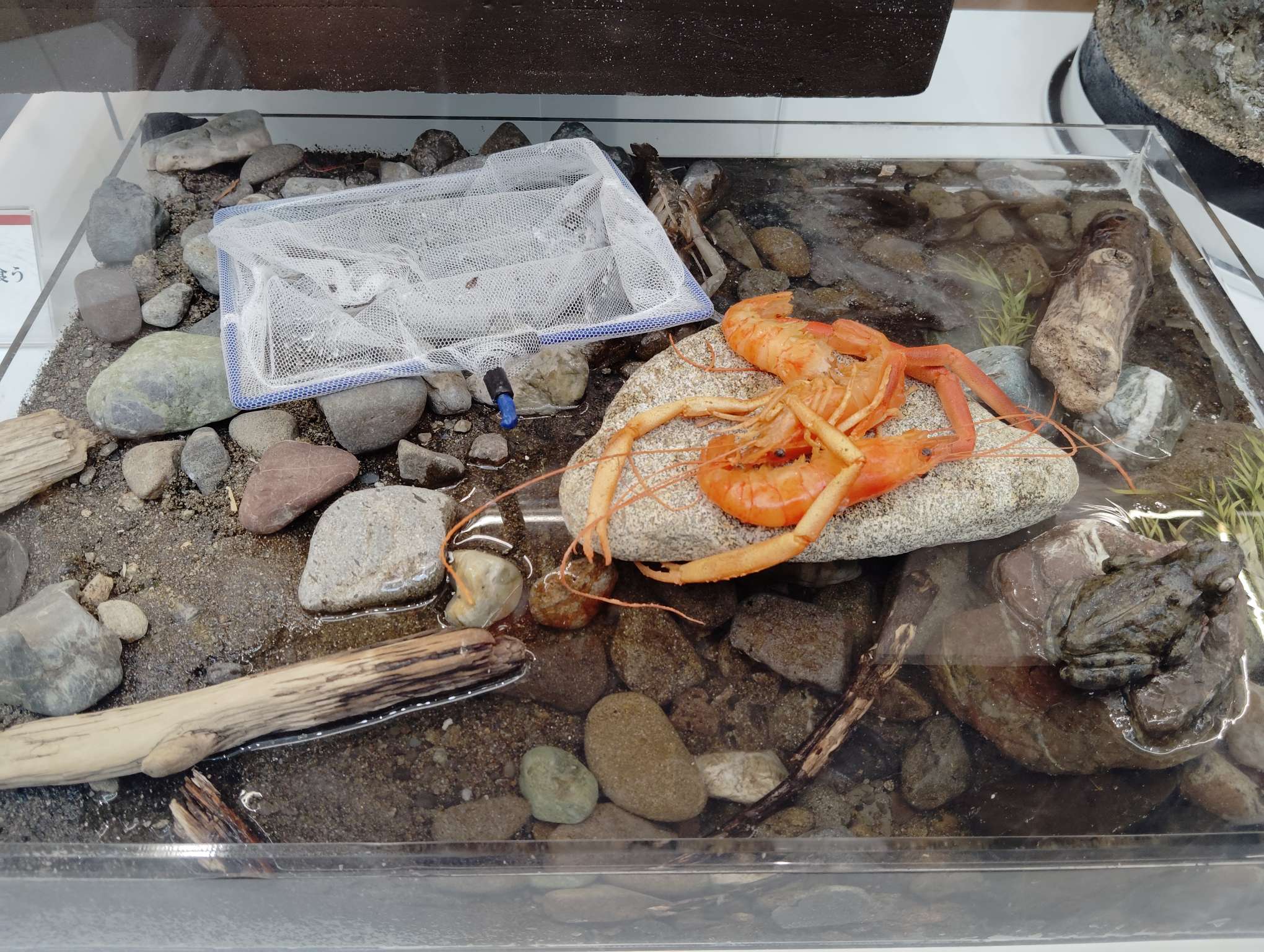 死骸やん、どうやって食えと